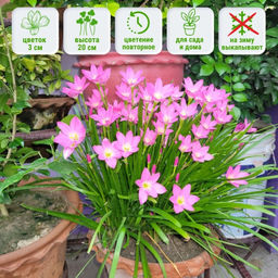 Зефирантес розовый 10шт