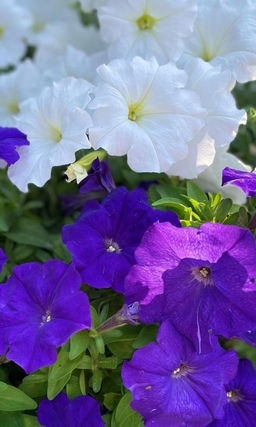 Петуния ДЕНЬ И НОЧЬ F1  Контрастная смесь