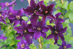 КЛЕМАТИС Распутин Разбор I Кол-во упак., шт 1