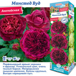 Роза Манстед Вуд (Английская) 1шт