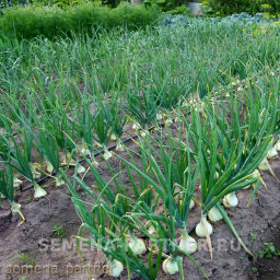 Лук репчатый Эксибишен - Партнер фото 6