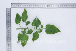 Томат Оранжевый Земледелец - Партнер фото 5