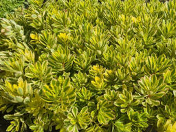 Очиток Миддендорфа Вариегата