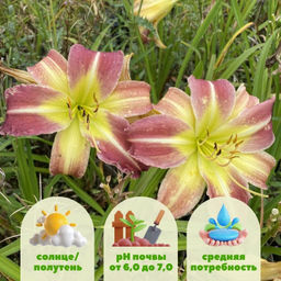 Лилейник Майк Рид - Долина роз фото 2