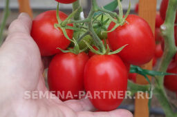 Томат Везувий - Партнер фото 8