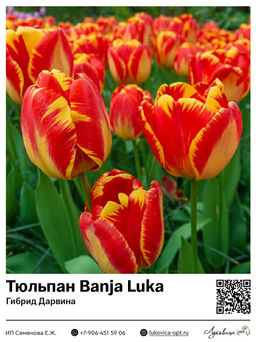 Тюльпан Banja Luka (Гибрид Дарвина)
