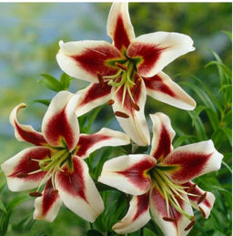 ЛИЛИЯ Беверли Дрим Разбор 12/14 Кол-во упак., шт 5