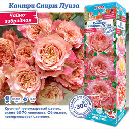 Роза Кантри Спирит Луиза (Чайно-гибридная) 1шт