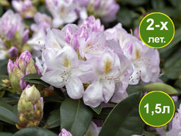 Рододендрон Gomer Waterer (Гомер Ватерер)