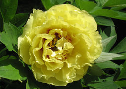 ПИОН Ядвига Разбор 2/3 n Кол-во упак., шт 1