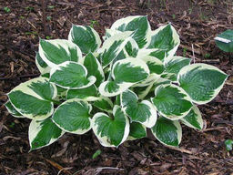 Хоста Minuteman (Минитмэн)