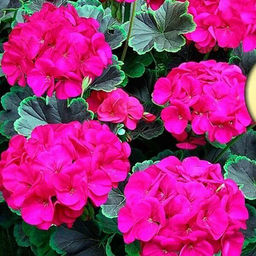 Пеларгония (Герань) Мефисто Виолет