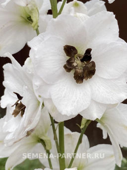 Дельфиниум Блэк Айт Энжелс - Партнер фото 3