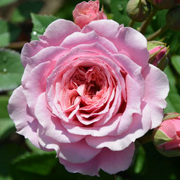 R495 УИЛЬЯМ КРИСТИ