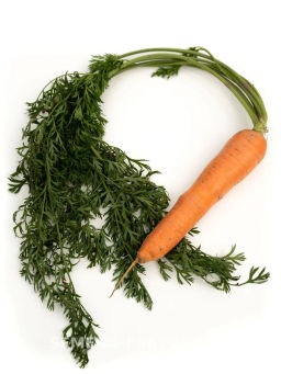 Морковь Краса Севера - Партнер фото 6