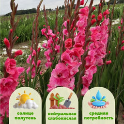 Гладиолус Пинк Ивент 5 шт - Долина роз фото 2