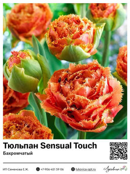 Тюльпан Sensual Touch (Бахромчатый)