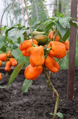 Перец ДИВО ДИВНОЕ  Увесистые, крупные плоды цвета червонного золота! Яркий, сладко-перечный вкус! - Уральский дачник фото 3