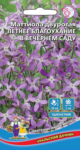 Маттиола ЛЕТНЕЕ БЛАГОУХАНИЕ В ВЕЧЕРНЕМ САДУ