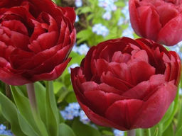 Тюльпан Emblazon (Эмблейзн)