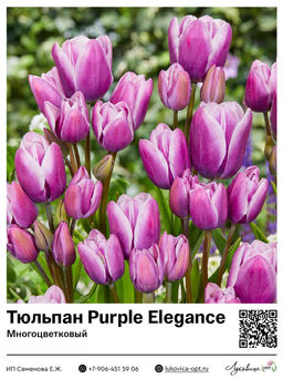 Тюльпан Purple Elegance (Многоцветковый)