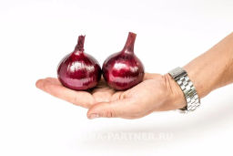 Лук репчатый Ред Барон - Партнер фото 2