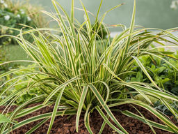 Осока пестролистная - Долина роз фото 2