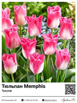 Тюльпан Memphis (Триумф)