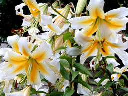 Лилия Мистер Фисташ