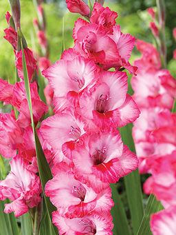 ГЛАДИОЛУС Хьюго Разбор 10/12 Кол-во упак., шт 10