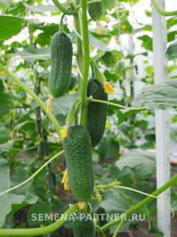 Огурец партенокарпический Монолит - Партнер фото 4
