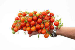 Томат Монпансье - Партнер фото 3