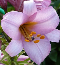 ЛИЛИЯ Пинк Планет Разбор 12/14 Кол-во упак., шт 5