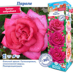 Роза Пароле (Чайно-гибридная) 1шт