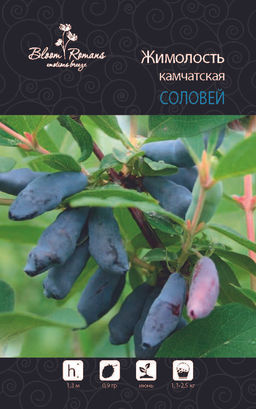 Жимолость Соловей