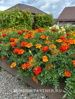 Бархатцы отклоненные Ромеро Рэд - Партнер фото 5