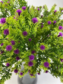 Гипсофила фиолетовая 35 см, декоративное растение