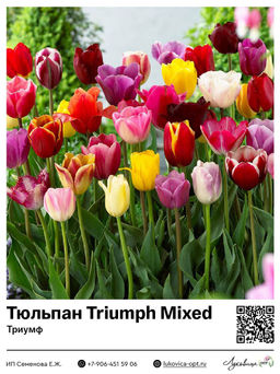 Тюльпан Triumph Mixed (Триумф)