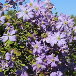 Клематис Prince Charles (Принц Чарльз) - Долина роз фото 4