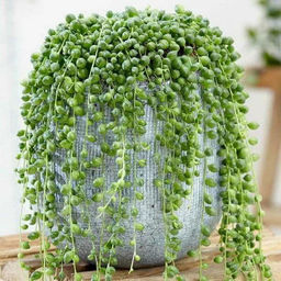 Крестовник Роули - 1000корней фото 2