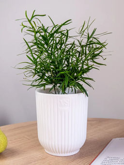 Горшок цветочный VipSet Эйва 1,6л белый дренажная система, фитильный полив AMО-1,6-01 /КРАССУЛА/