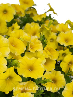 Петхоа Еллоу Перфекто - Партнер фото 3