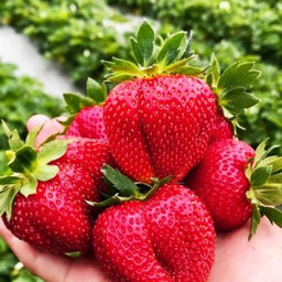 Клубника Мармелада А 10шт/пучок