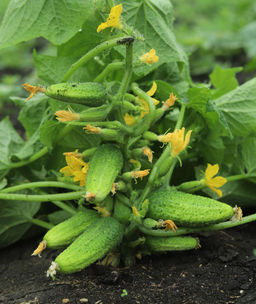 Огурец ЗОЛОТОЙ ЮБИЛЕЙ Компактный куст! Пучковая завязь! Зеленцы ароматные, крепкие, без пустот! Для маринования, засола и консервации! - Уральский дачник фото 2