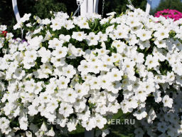 Петуния Зацветёт Long Айс Квин многоцветковая ампельная - Партнер фото 5