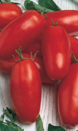 Томат НОВИЧОК Классический, высокоурожайный сорт! Прост в уходе! Практически не пасынкуется! Для цельноплодного консервирования!