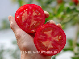 Томат Поэт - Партнер фото 4