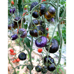 Зелёная богиня Ксанаду - Tomatia фото 2