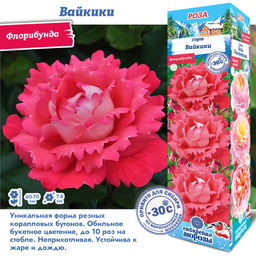 Роза Вайкики (Флорибунда) 1шт