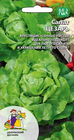 Салат ЦЕЗАРЬ  Хрустящий, сочный, идеален для салата Цезарь! Без горечи! Настоящее украшение как летнего сада, так и стола!